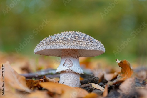 Closeup of an edible blusher mushroom (Amanita rubescens) photo