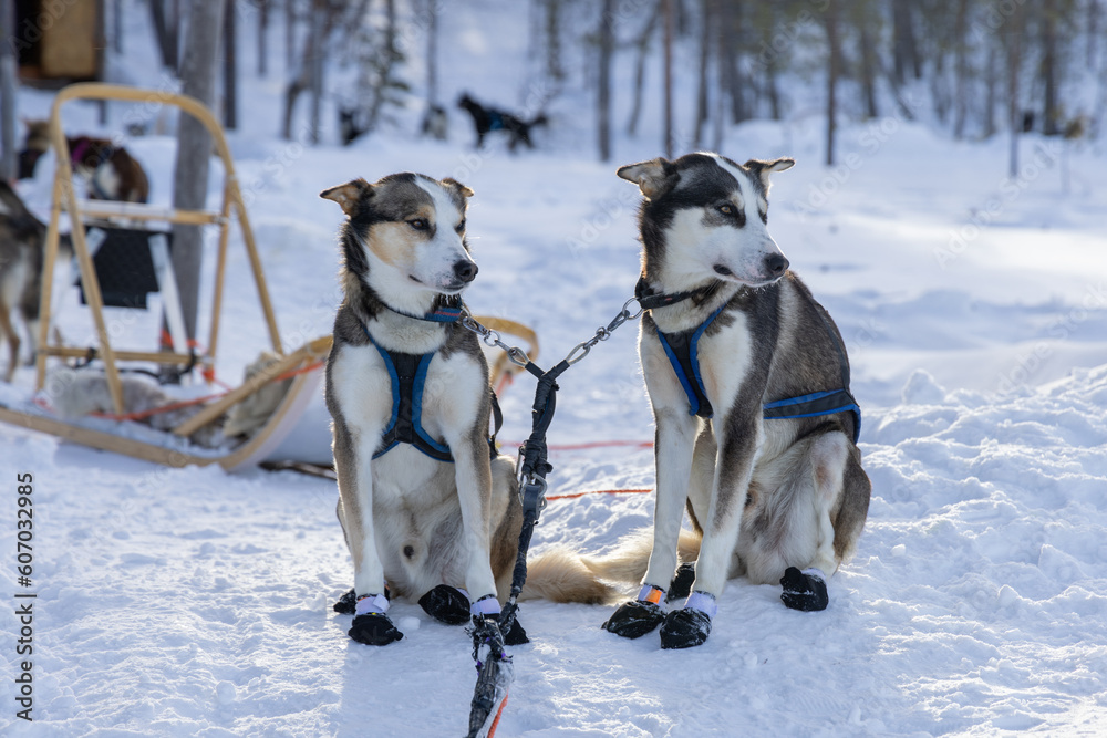 Portrait of two sled dogs in the snow in Lapland, Finland