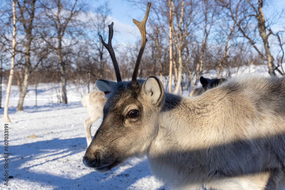 Young reindeer in the snow in Lapland, Finland Young reindeer in the snow in Lapland, Finland