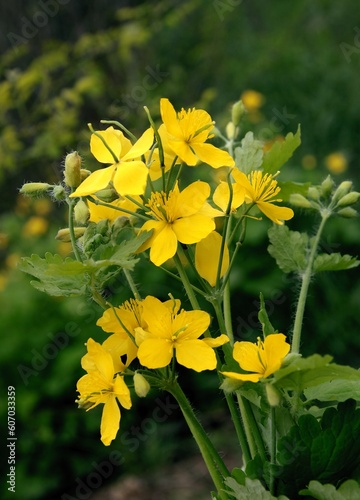 yellow flowers of wild plant celandine - chelidonium maius at spring photo