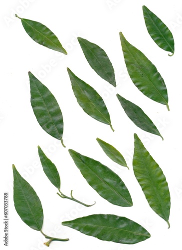 green leaves of tangerine fruit tree  isolated on white