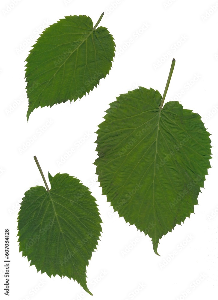 Fototapeta premium white flower,green leaves and tree of Davidia involucrata Baill.