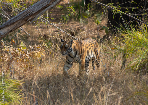 Bengal tiger in national park Madya Pradesh India photo