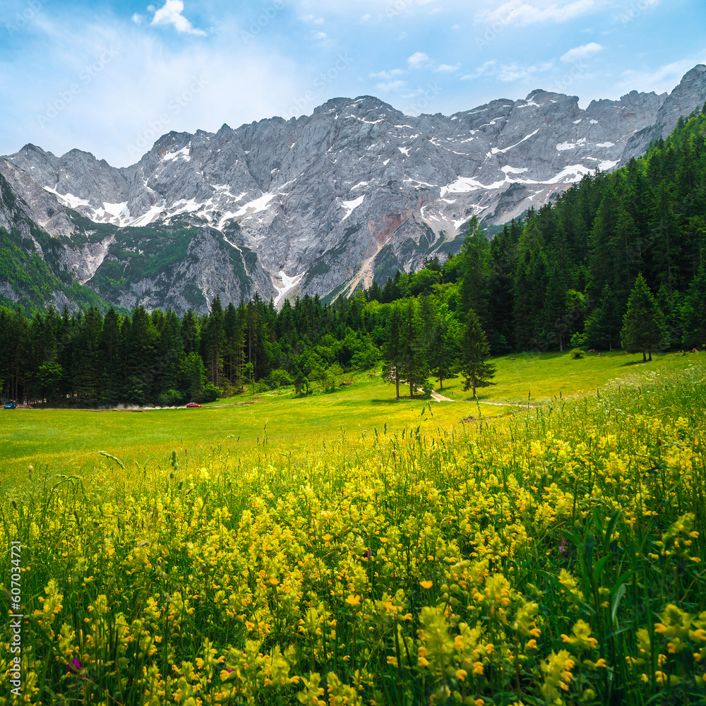 Beautiful alpine scenery with flowery glade and mountains, Slovenia