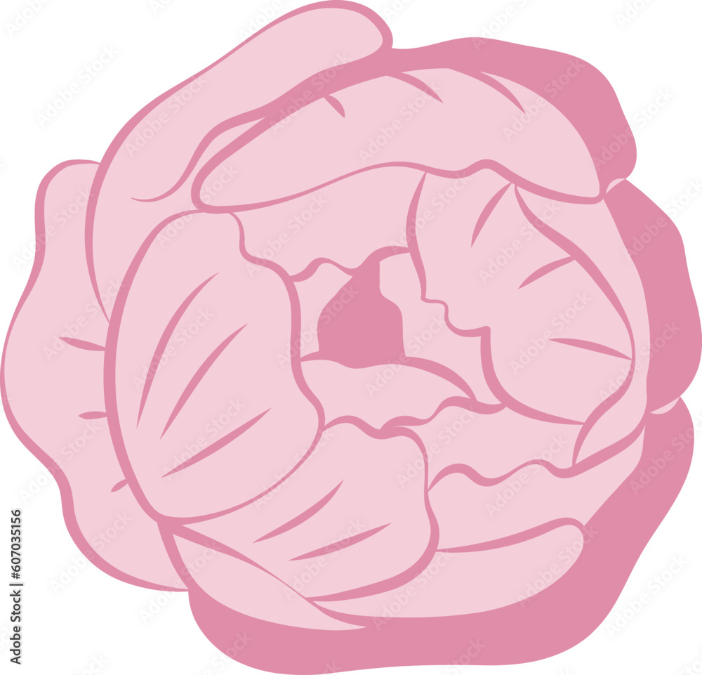 Pink Peony Flower Isolated Illustration