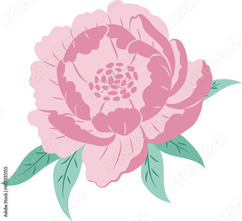 Pink Peony Flower Isolated Illustration