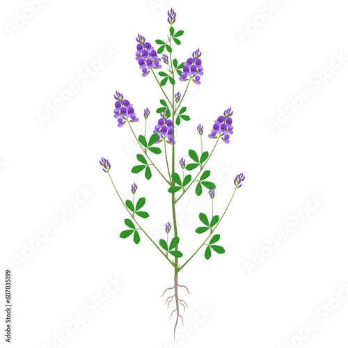 Alfalfa plant with flowers and roots on a white background.