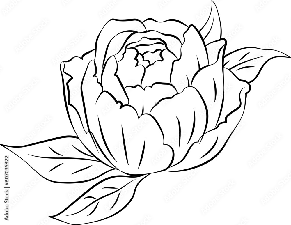 Peony Flower Outline Illustration Peony Flower Outline Illustration