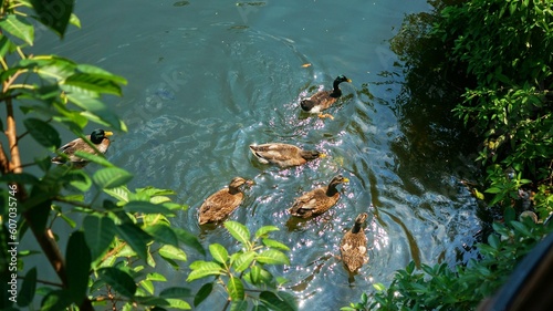Fotografie Top view of a group of ducks swimming in the water on a sunny day