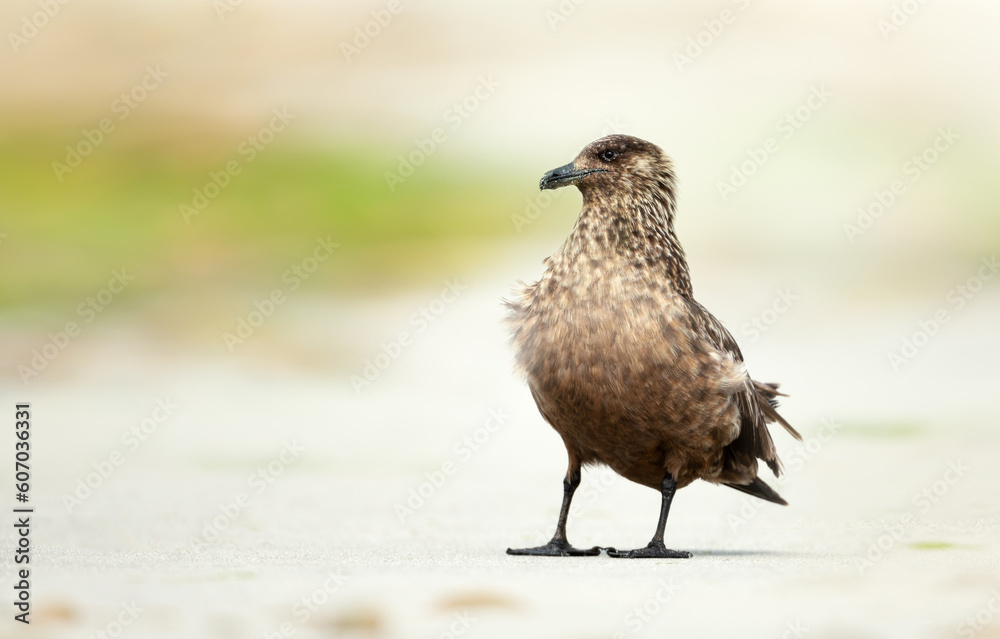 Great Skua on a sandy coastal area Great Skua on a sandy coastal area