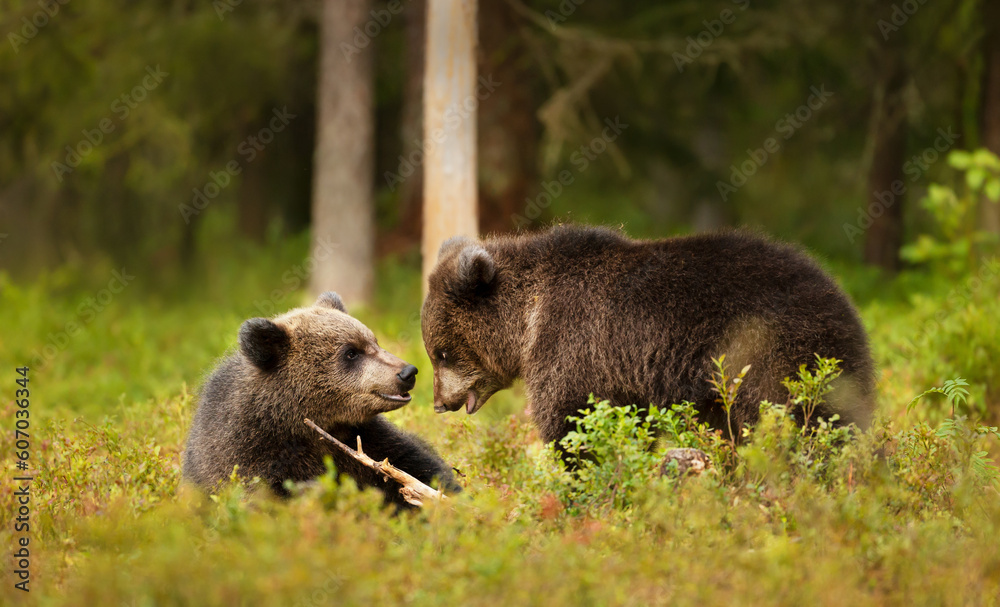 Fototapeta premium Playful European brown bear cubs in a forest
