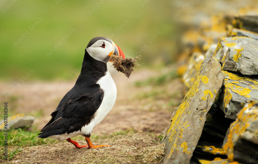 Fototapeta premium Atlantic puffin with nesting material in the beak