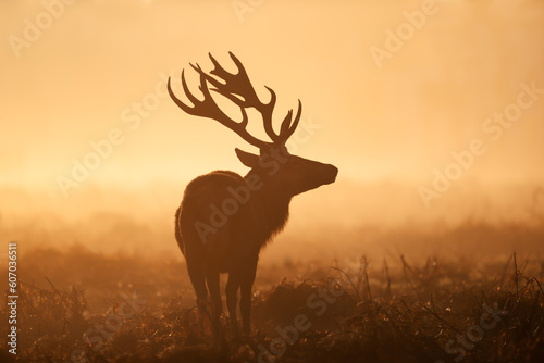 Silhouette of a Red Deer stag during rutting season at sunrise