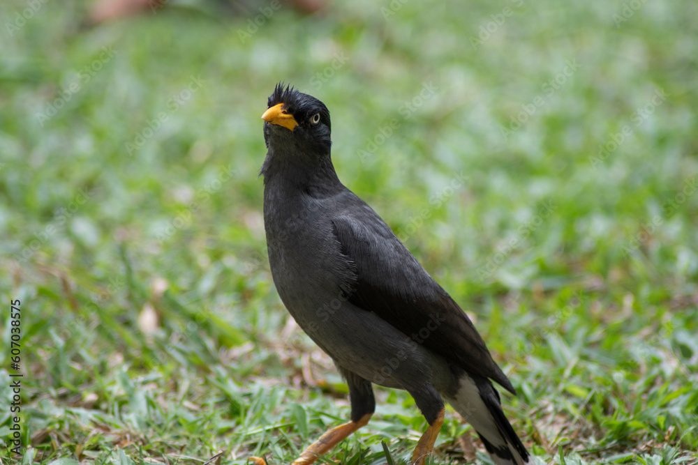 Javan Mynah, a common bird can be seen everywhere in Singapore Javan Mynah, a common bird can be seen everywhere in Singapore