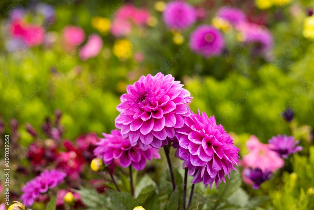 Obraz premium Closeup selective focus of beautiful pink Dahlia pinnata flowerheads in a beautiful bloomed garden