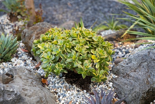 Variegated jade plant in the succulent garden