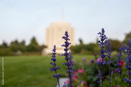 Purple flowers with the Rexburg Idaho LDS Temple in the Background