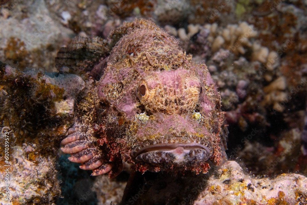 Stonefish swimming around a sharp textured coral reef under the sea Stonefish swimming around a sharp textured coral reef under the sea
