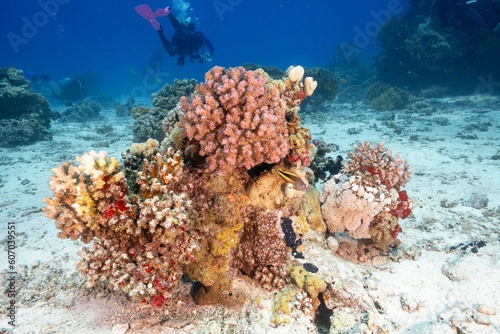 Coral reefs under a deep blue sea
