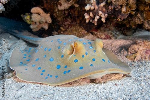 Blue-spotted ribbontail ray swimming at the bottom of the sea