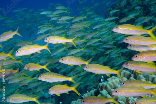 School of yellowfin goatfish swimming near coral reefs under the deep blue sea