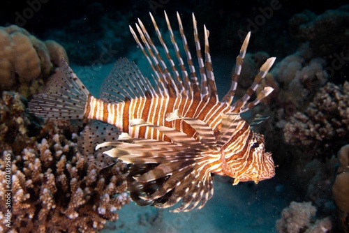Lionfish swimming around a coral reef under the sea