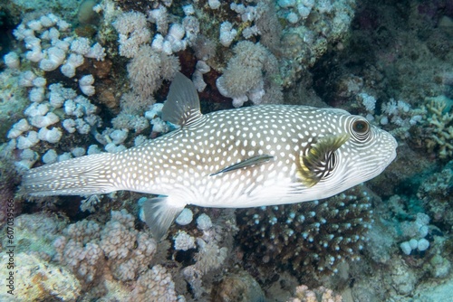 Pufferfish swimming around a sharp textured coral reef under the sea