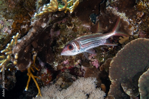 Neoniphon sammara fish swimming around a sharp textured coral reef under the sea photo