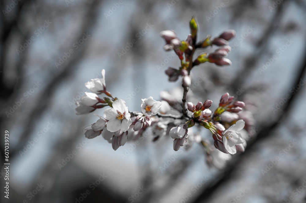 Closeup shot of a blooming cherry branch