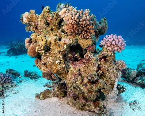 Wallpaper Mural Closeup of corals underwater
