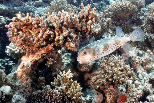 Closeup of a starry puffer underwater
