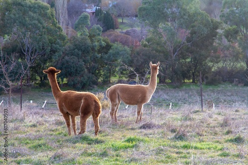 Two cute alpacas in the park, back side view © Emneems/Wirestock Creators
