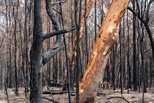 View of burnt trees damaged by the fire during the Australian bushfire