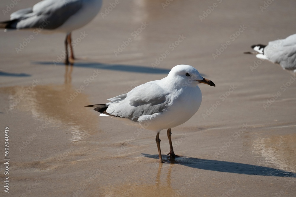 Fototapeta premium Closeup shot of seagulls walking on the beach on a sunny day