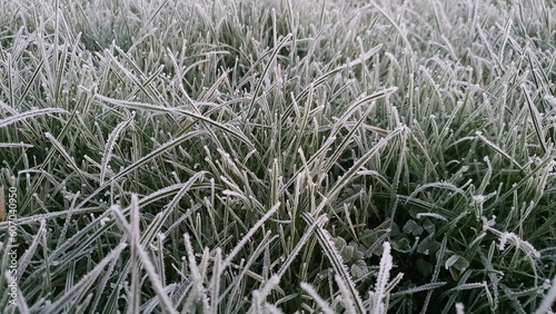 Closeup of frost grass © Alexc/Wirestock Creators