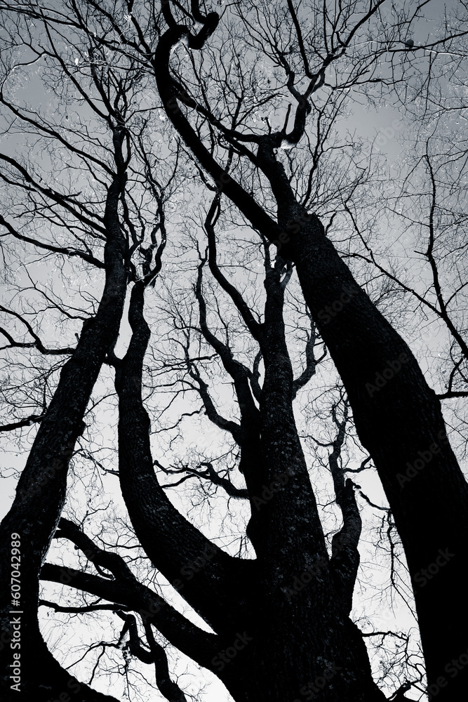 black and white tree black and white tree