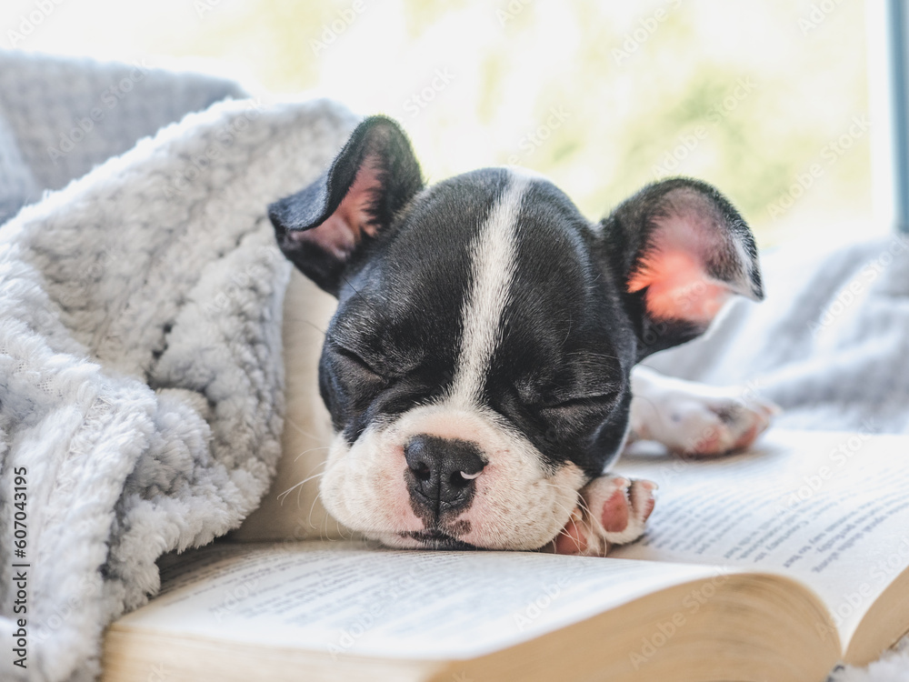 Cute puppy and old book. Clear, sunny day. Close-up, indoors. Studio photo. Day light. Concept of care, education, obedience training and raising pet