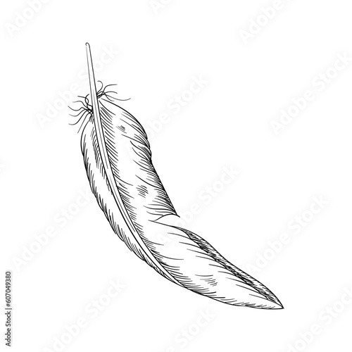 Bird feather vector illustration. Hand drawn feather illustration. Bird plumage. Writing pen. Vector Boho element. Old bird feathering silhouette. Black and white plumage element