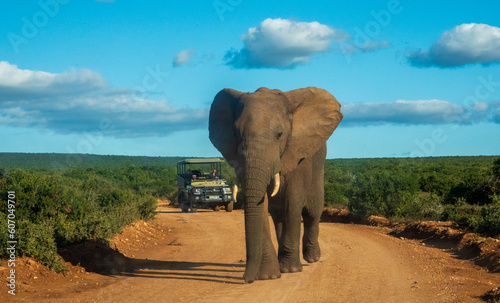 Leading the way, An African Elephant bull in front of a guide's vehicle on Zuurkop Road, Addo Elephant National Park.