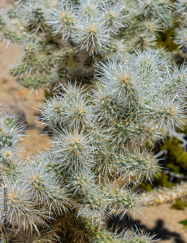 Closeup Cholla Cactus on The Split Rock Loop Trail, Joshua Tree National Park, California, USA
