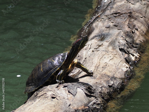 水辺のカメ