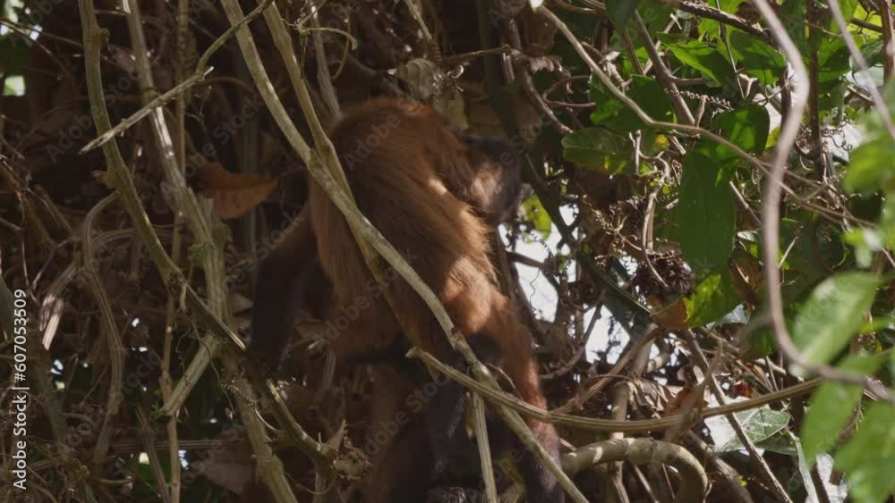 Capuchin monkey in a tree