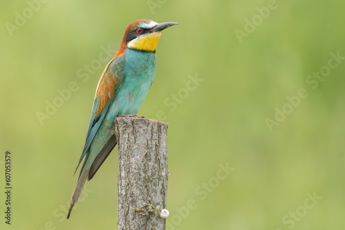 European bee-eater standing on a wooden pole