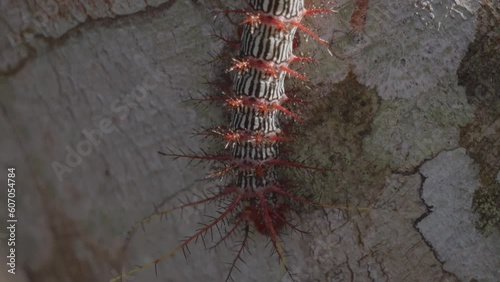 Closeup of a caterpillar in the Amazon rainforest