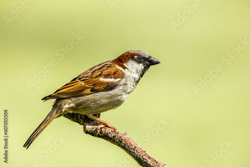 A close up of a single house sparrow in a tree branch