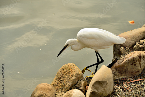 garceta blanca (Egretta thula) pescando en el estanque
 photo