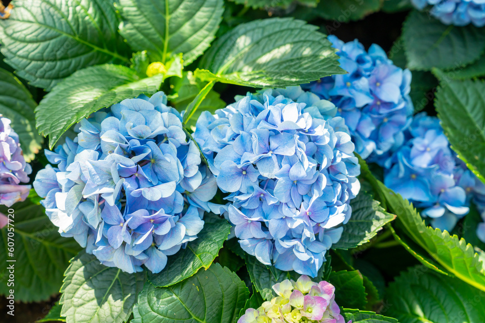 Close up blue hydrangea flowers growing in the garden. Close up blue hydrangea flowers growing in the garden.