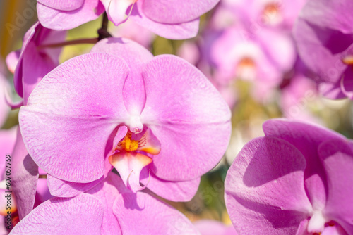 The Delicate pink orchid phalaenopsis in the green garden.