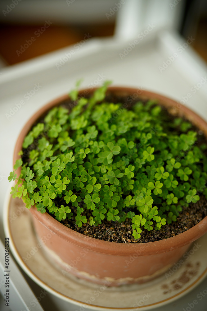trefoil growing in a pot on the balcony top view. Landscaping of terraces. Growing greenery at home. trefoil growing in a pot on the balcony top view. Landscaping of terraces. Growing greenery at home.