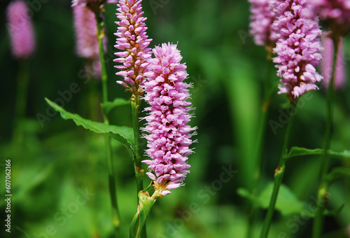 Polygonum bistorta known as bistort, meadow bistort, snakeweed has pink flowers. It is a medicinal plant. photo